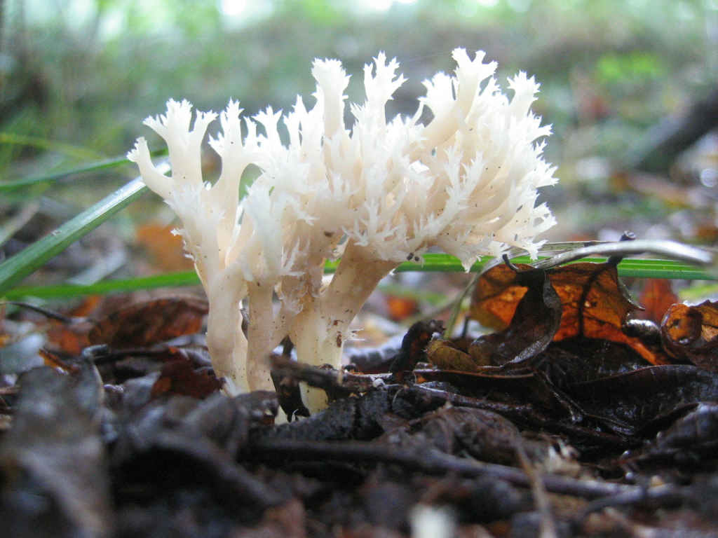2005 :  Un anno di funghi